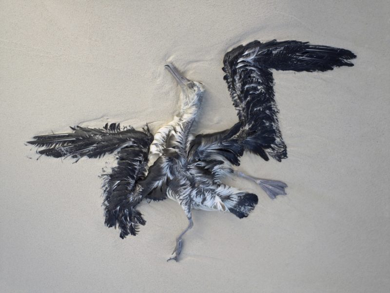 chris jordan, Drowned Laysan Albatross Fedgling # 2, Midway Island, 2010