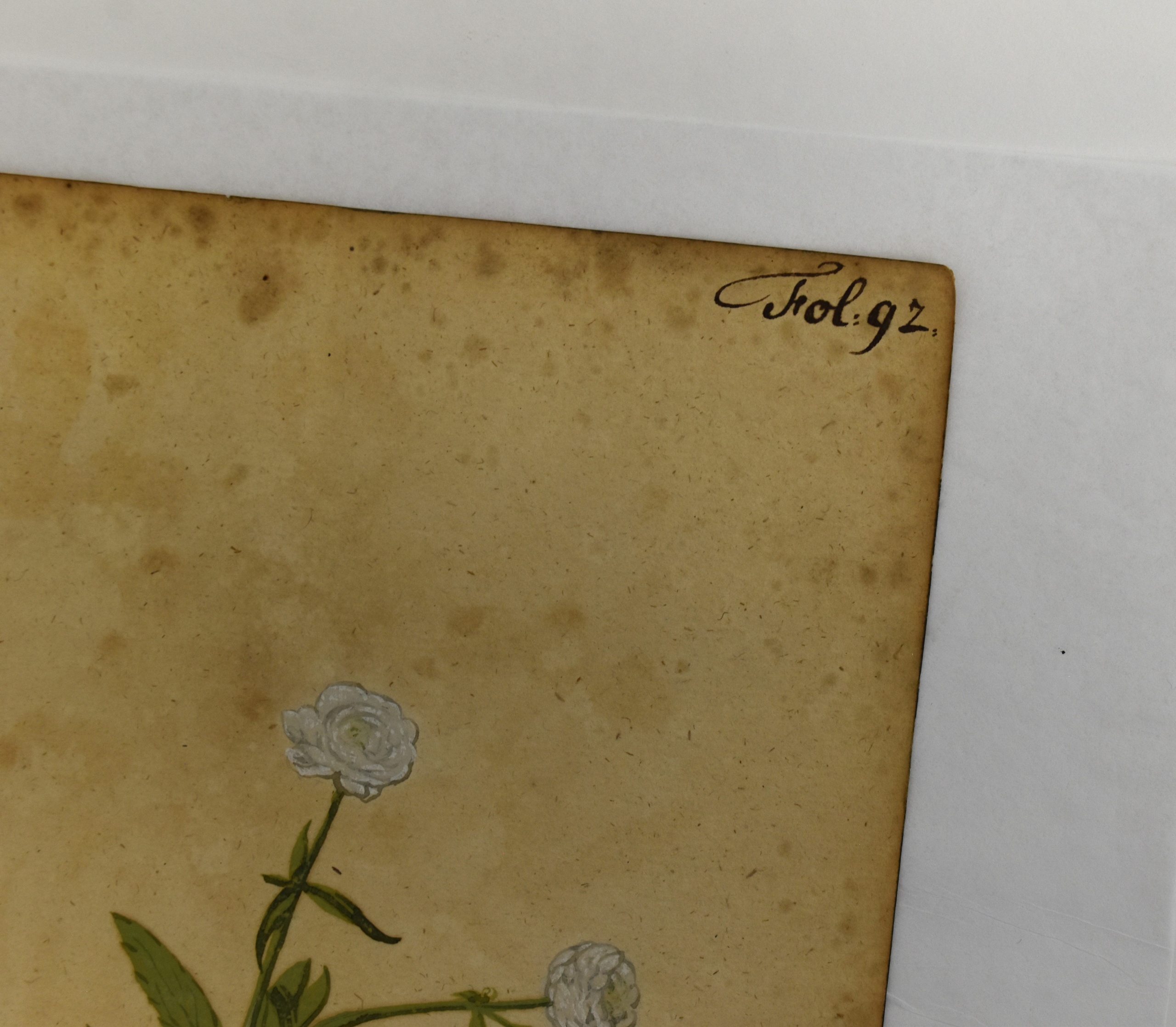 Detail of Botanical Painting, c. 1618. Gouache on paper. 2025.12.10. Gift of Michele and Peter Aronson.