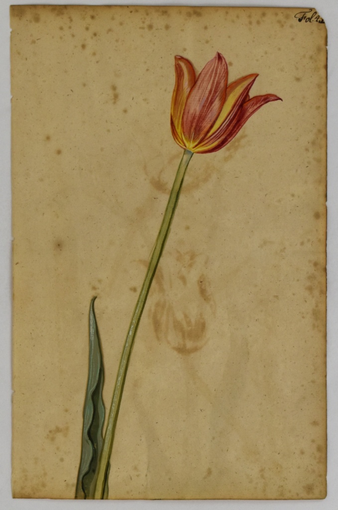 Botanical Painting, c. 1618. Gouache on paper. L2025.3.1.