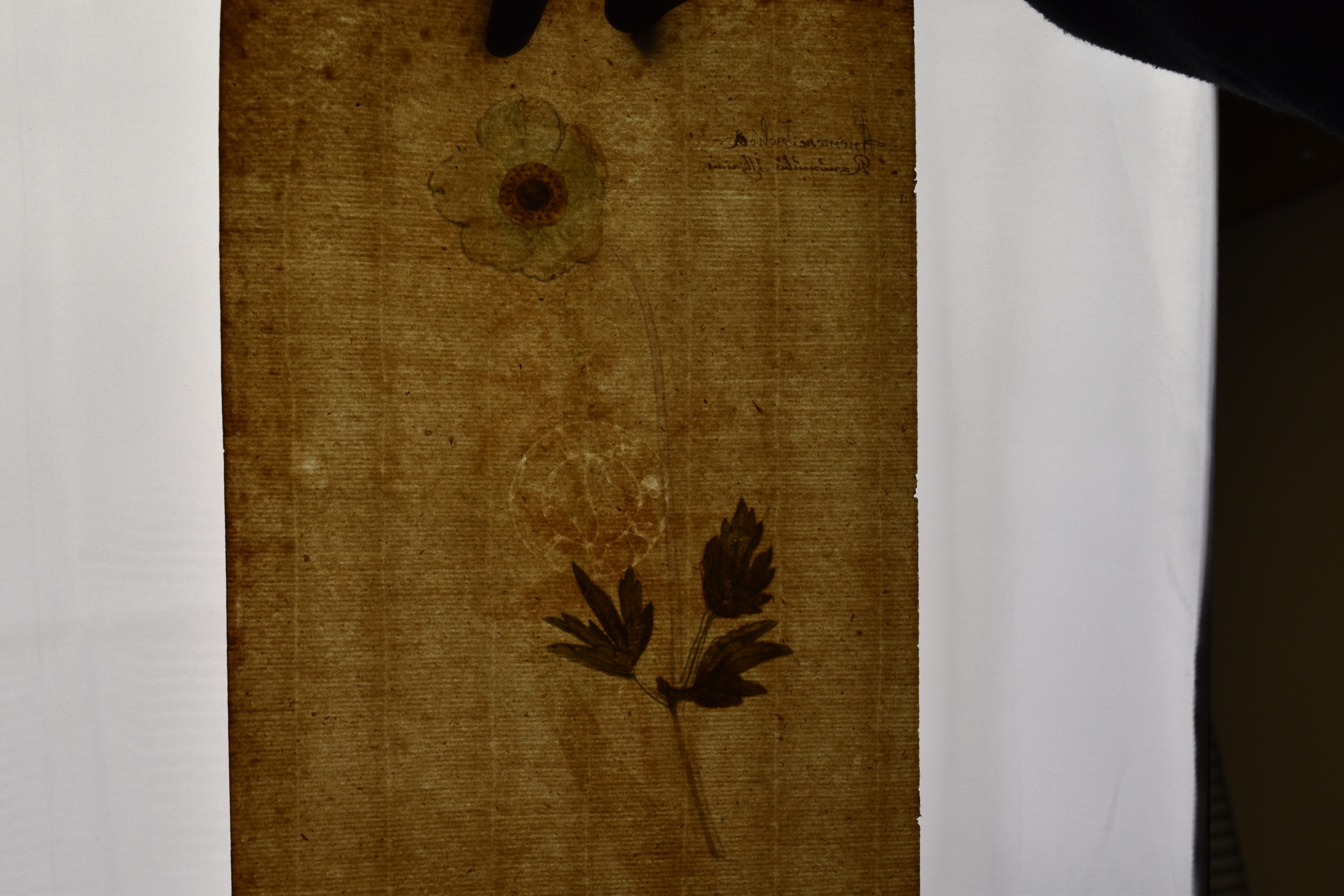 Botanical Painting, c. 1618. Gouache on paper. 2025.12.11. Gift of Michele and Peter Aronson.