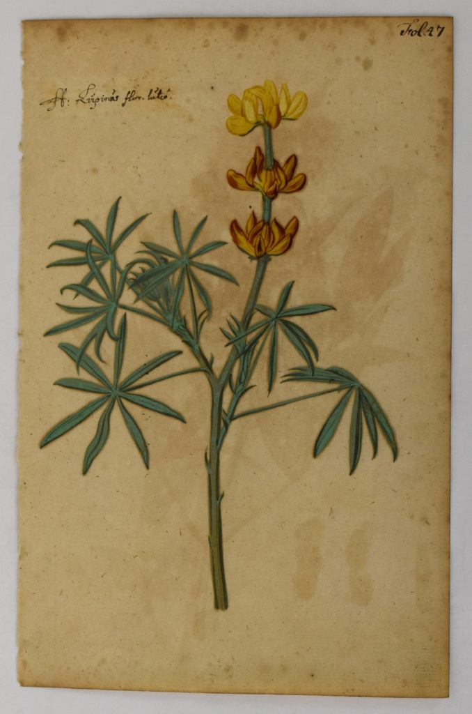 Botanical Painting, c. 1618. Gouache on paper. L2025.3.6.