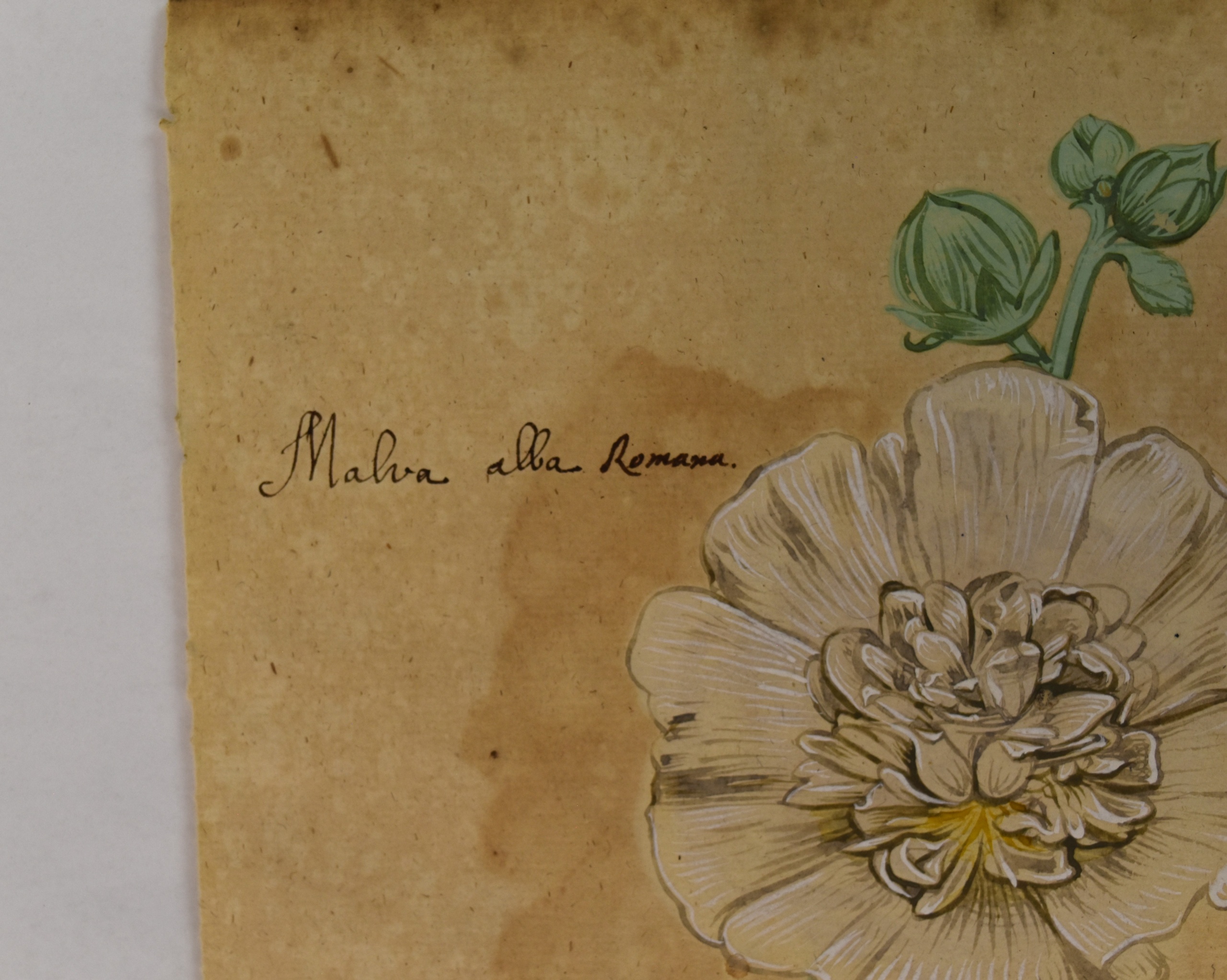 Detail of Botanical Painting, c. 1618. Gouache on paper. 2025.12.3. Gift of Michele and Peter Aronson.