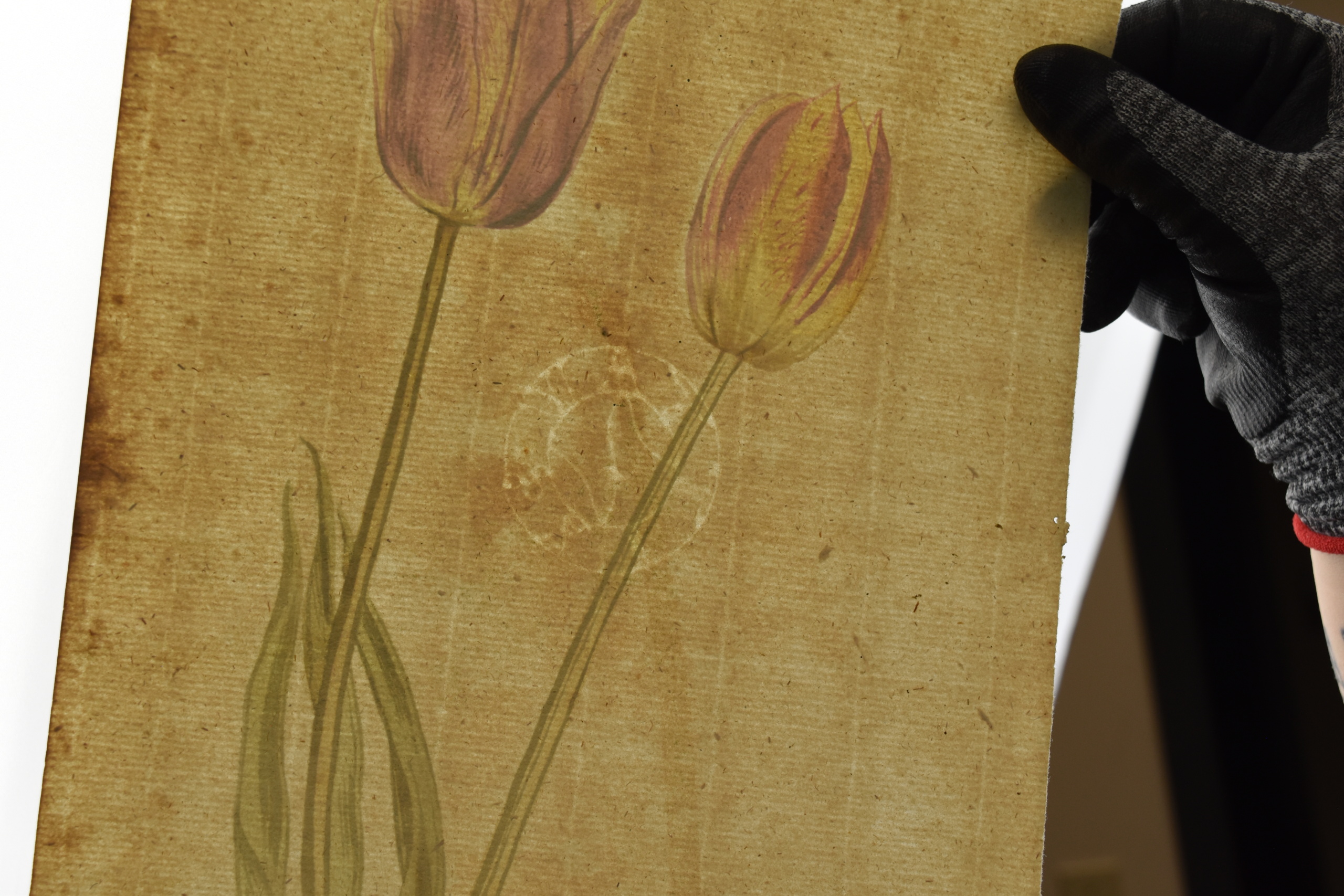 Botanical Painting, c. 1618. Gouache on paper. 2025.12.4. Gift of Michele and Peter Aronson.