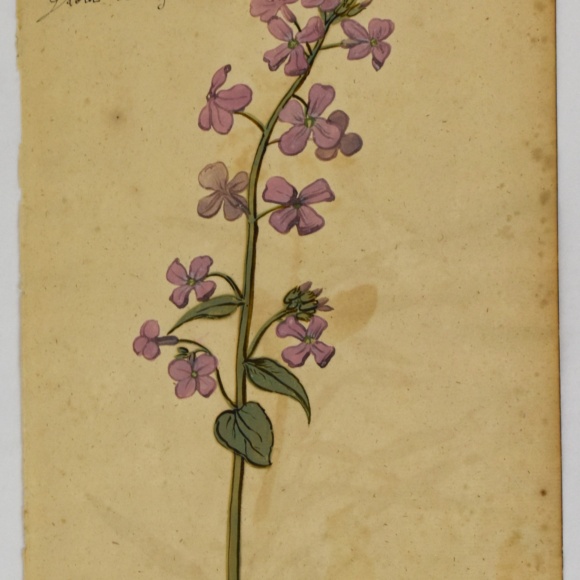 Botanical Painting, c. 1618. Gouache on paper. 2025.12.8. Gift of Michele and Peter Aronson.
