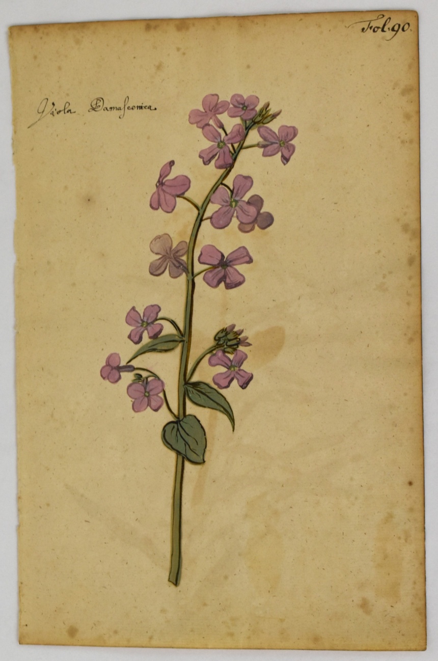 Botanical Painting, c. 1618. Gouache on paper. 2025.12.8. Gift of Michele and Peter Aronson.