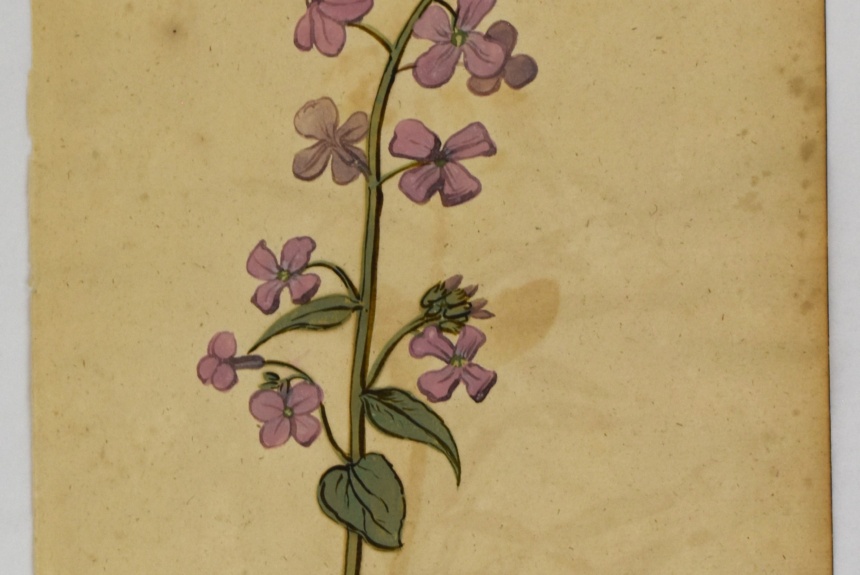 DSC_0208 Botanical Painting, c. 1618. Gouache on paper. 2025.12.8. Gift of Michele and Peter Aronson.