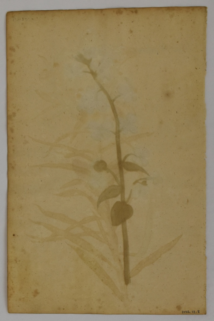 Back of Botanical Painting, c. 1618. Gouache on paper. 2025.12.8. Gift of Michele and Peter Aronson.